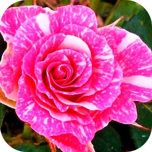 Роза Спреи Пинк Флэш Роза Спреи Пинк Флэш