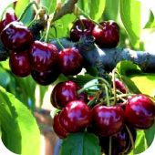 Черешня "Сюрприз" Черешня "Сюрприз"