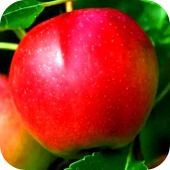 Яблоня "Брина" Яблоня "Брина"